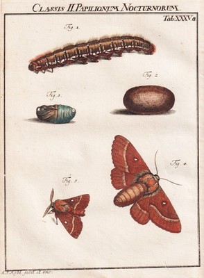 Tab XXXVa Falter moth Caterpillar Kupferstich engraving Rösel Rosenhof 1742