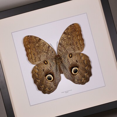 Real framed   Caligo eurilochus livius Forest giant owl butterfly