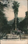 Sonoma, California CA The Famous Palm Vallejo Garden 1908 Ignacio Vintage
