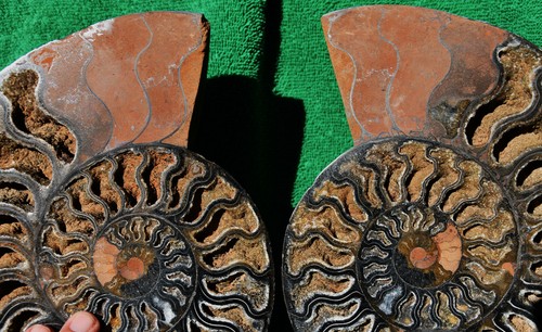 Dinosaur Split PAIR BLACK Ammonite 1 IN 100 XXL 212mm 110myo FOSSIL 8.5" 3797axx - Picture 3 of 9