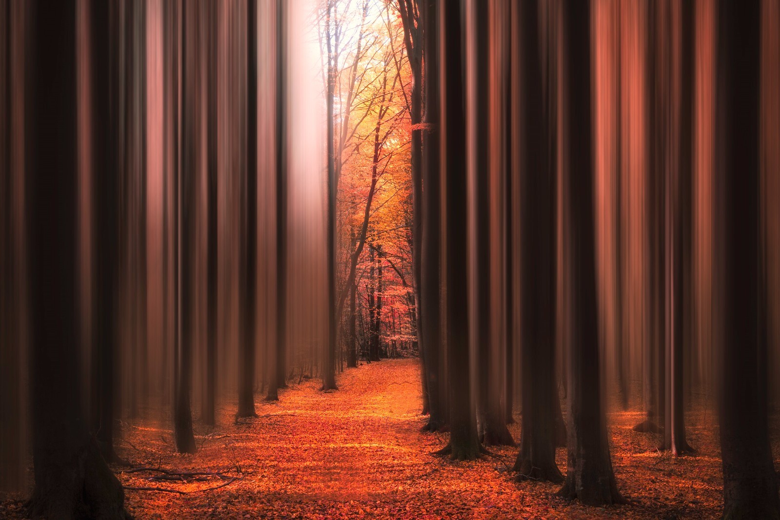 Fototapete VLIES-ORANGE WALD LICHT-(6285S)-Sonne Bäume Nature Frost Tapete XXL