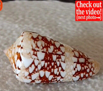Conus ammiralis #9  58.2mm EXQUISITE BEAUTY from the Philippines