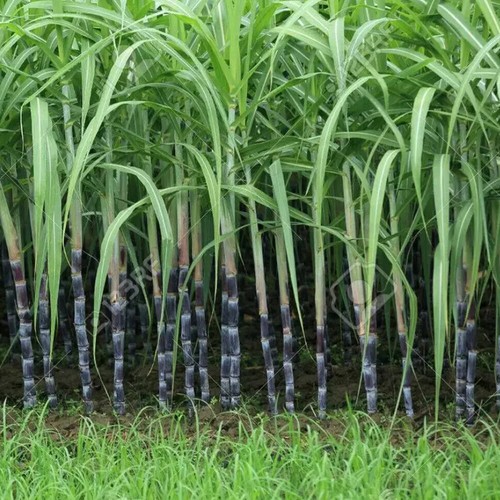 30 Piece Sowing In Three Seasons Juicy Sugar Cane Seeds Organic High