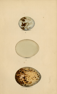Antiker Druck - Darstellung von drei Arten von Adlereiern - Meÿer - 1852