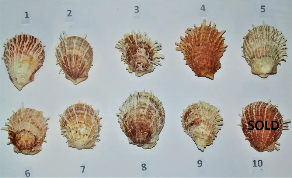 ONE (1) LARGE BROWN SPONDYLUS DUCALIS SPINY OYSTER PAIR, CRAFT DECOR BEACH - Image 2 of 4