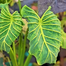 Colocasia Bulb Goddess​ New Hybrid Tuber (Includes All Import Duties And Taxes)