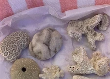 Coral Shells plus Sand Dollars mixed lot