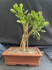 Crassula Ogre Ear Jade Bonsai w/8" Length pot