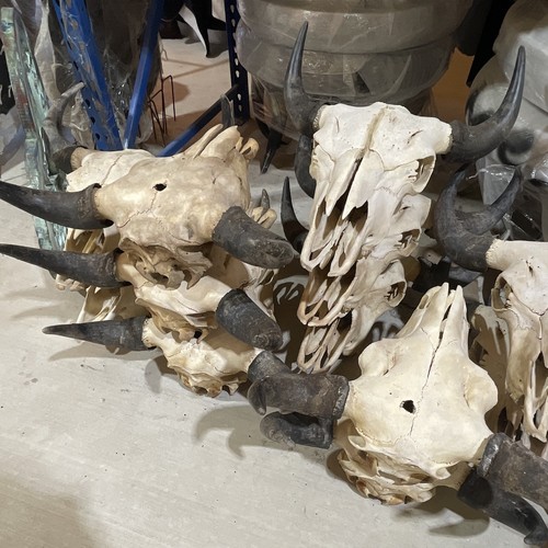 Buffalo skull with horns