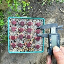3 PIEZAS Plántulas de Crecimiento de Semillas de Dos Años Lithops Púrpura Halii Jardín Planta Rara 1 pieza