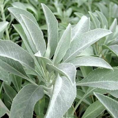 Sage, White Sage, Salvia Apiana, Organic, 30 Seeds Per Pack, Heirloom, Medicinal, GMO Free - Foto 9