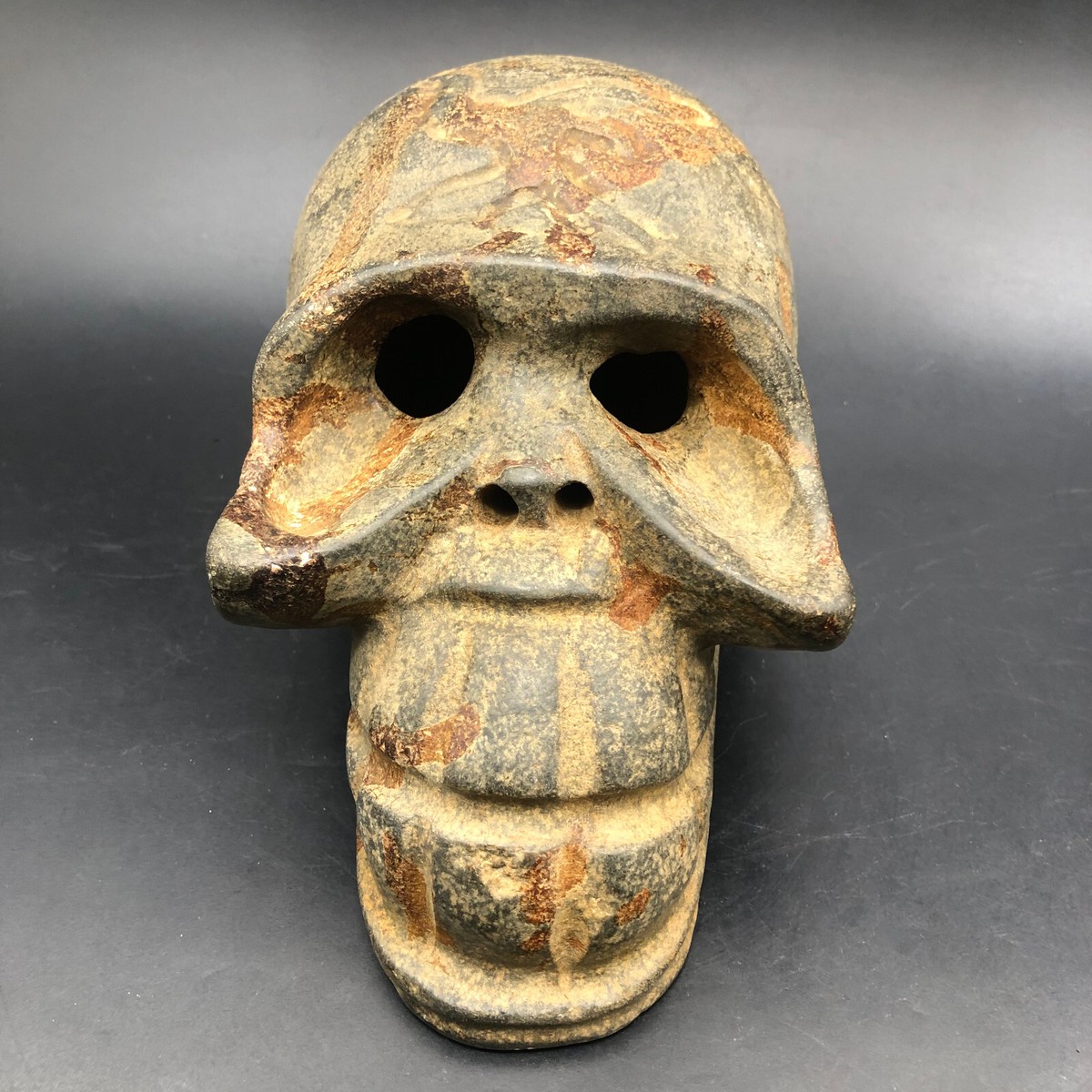 ジャワマングース（Javan mon）頭骨 ジャワマングース（Javan mongoose）頭骨