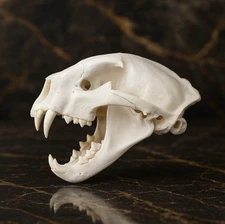 LifeSize Mountain Lion Cougar Puma Skull Replica Museum Quality Anatomical model