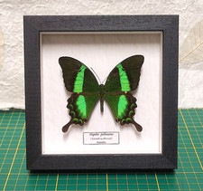 Papilio palinurus vera farfalla in cornice legno