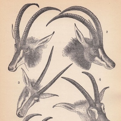 Vintage African Antelopes Engraving Antique Natural History Print