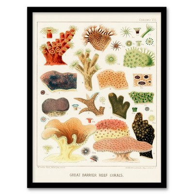 William S Kent gerahmtes Wandbild Große Barriere Riff Korallen Illustration Wohndeko