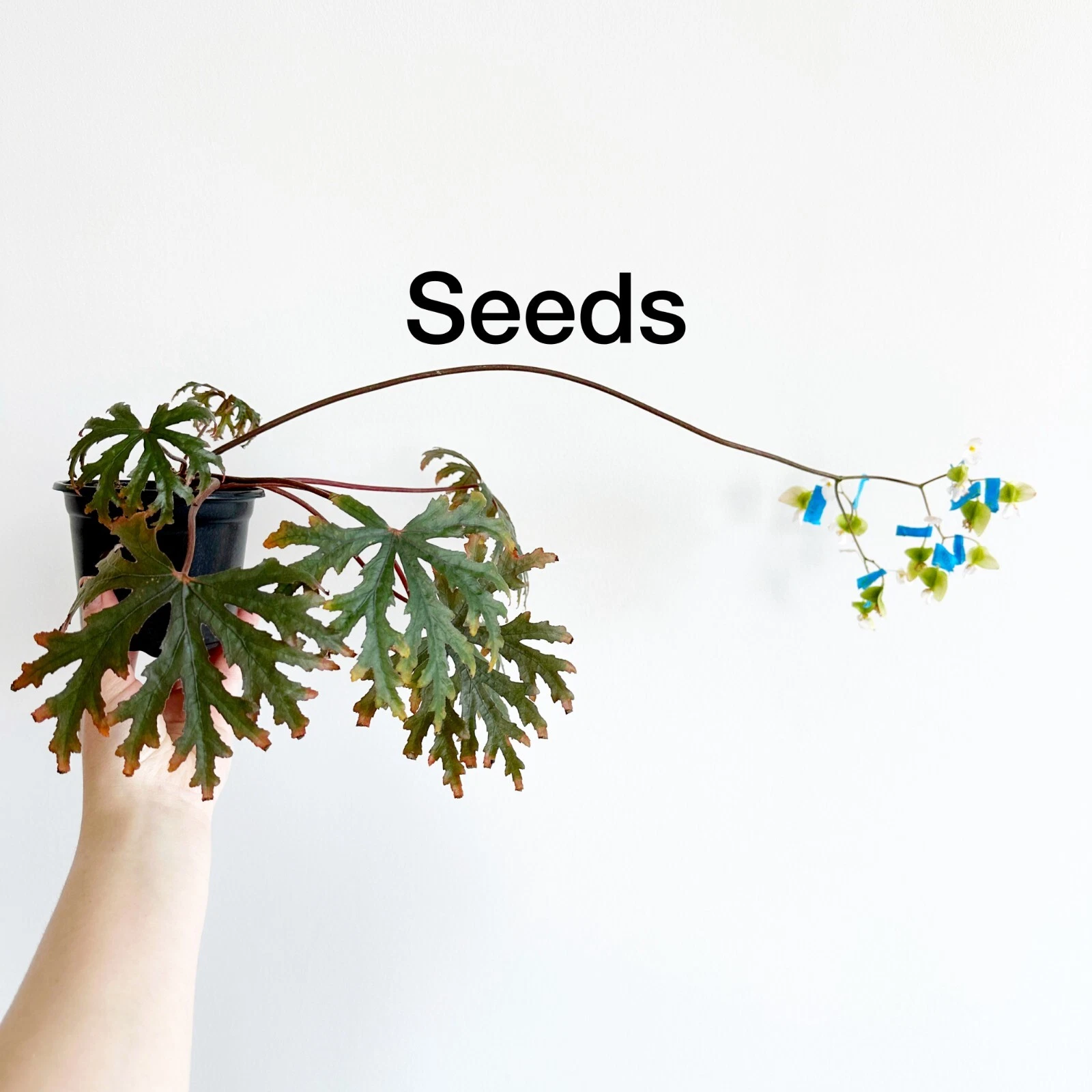 Begonia mananjebensis 40+ seeds - FREE domestic shipping
Opens in a new window or tab