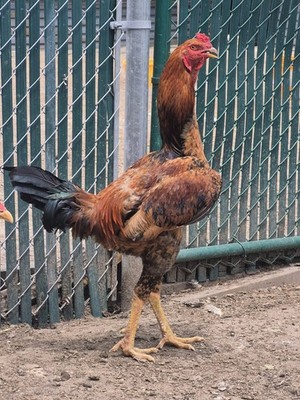 6  Indio gigante hatching eggs. The world tallest chicken Breed