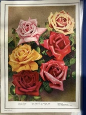 Antique Wayside Gardens Rose Chromolithograph Page 1910s Caroline Testout etc