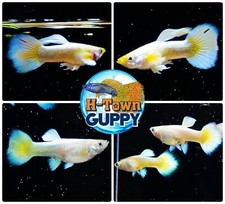 1 TRIO- Live Aquarium Guppy Fish High Quality - Full Gold 24K