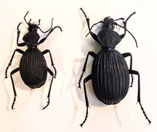 2 A -1 Tefflus megerlei 32mm Cameroon Carabidae