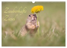 Zauberhafte Ziesel (Wandkalender 2026 DIN A3 quer), CALVENDO Monatskalender Kuhn