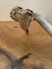 Non-Typical White Tail Deer Antler, Great Display Piece — photo 9