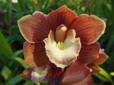 Exquisite Outdoor Cymbidium Varigated Orange with Ruffled Lip - New Flower Spike