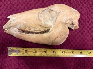 Fossil Mesohippus Skull Prehistoric Three Toed Horse 37 32 million years old