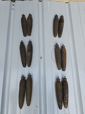 Lot of 12 Vintage  10xx gram Cuckoo Clock Weights
