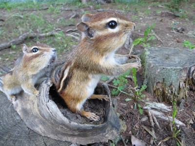 Chipmunk Taxidermy, Eastern Chipmunks Mount, Squirrel Taxidermy, Nature, Gift!!!