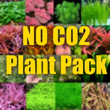 No Co2 Aquarium Plant Package Easy growing aquarium plants fast delivery live