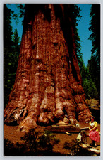 Postcard California Sequoia National Park General Sherman Tree