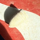 Dug Civil War 💥 🇺🇸 💣  Field Cast Sharps Bullet Unusual Ring Pattern