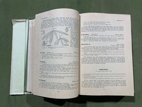 Wayside Trees Of Malaya Vols 1 & 2 1952 2nd Edition HCDJ By EJ H Corner - Foto 9 di 14