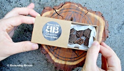 SHE-OAK SEED PODS Natural Australian Casuarina Box 6 to Protect Divine & Guide