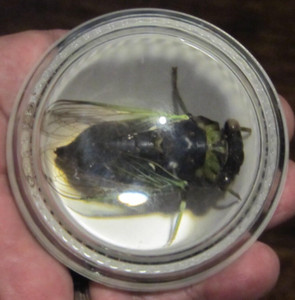 Real Cicada Clear Wings in Clear Lucite Paperweight Bug Insect Taxidermy Resin
