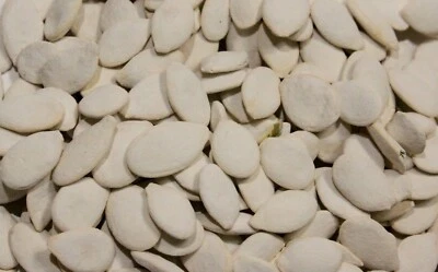 Delicious Roasted Salted Snow White Pumpkin Seeds 0.25-2 LBS FREE SHIPPING