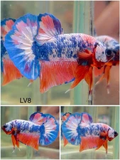 Male Betta Live Fish - Koi Candy Galaxy HMPK - LV8 - High Quality A+*