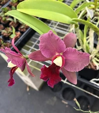 Rlc Kilauea At Night ‘New Flow 2016’ X Walden’s Glen ‘Green man’s grapes’ AM 4”