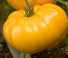 120 Yellow Brandywine Tomato Seeds   Heirloom NON GMO   FRESH