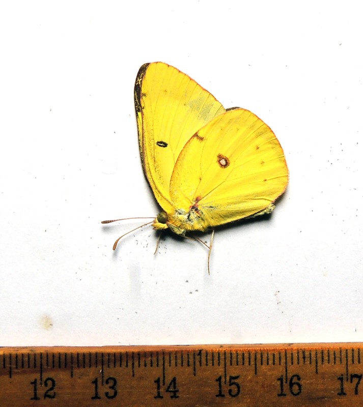 Colias philodice, male, West Virginia; Pieridae