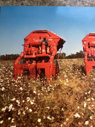 KING COTTON still reigns in the NEW SOUTH A DEEP SOUTH CARD - Unposted POSTCARD - Picture 6 of 9