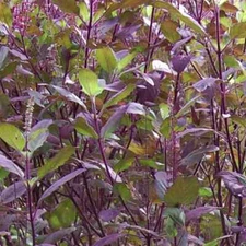 Red Leaf Holy Basil Seeds, NON-GMO, Tulsi, Monk's Basil, Ayurveda, FREE SHIPPING