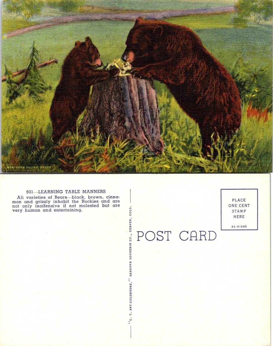Collectible Brown Bear Postcards for sale | eBay