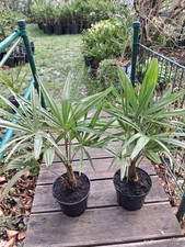 2 x Trachycarpus fortunei  winterharte Palme -18°C ca.55/60 cm inkl. Topf
