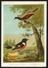 1885 Redstart & Stonechat Birds –Original Antique Chromolithograph