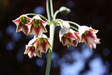 20 HONEY GARLIC Seeds Allium siculum  NON-GMO  Free shipping  Annual