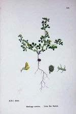 Old Antique Print Botany Plants C1902 Littie Bur Medick Medicago Minima 20th