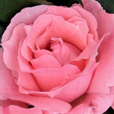 Queen Elizabeth – Enchanting Pink Silk Bloom with Dewy Peach & Luminous Edges